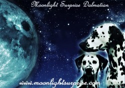 Chovatelská stanice Moonlight Surprise Dalmatian