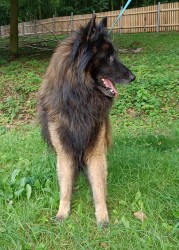Inzerce psů Belgický ovčák -Tervueren-darujeme dospělého psa s PP
