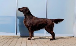 Flat coated retriever s PP – hnědá štěňátka