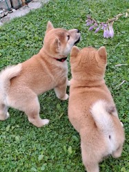 Inzerce psů Shiba Inu štěňátka s PP ČMKU/FCI