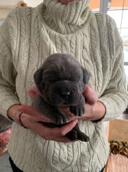 Cane Corso