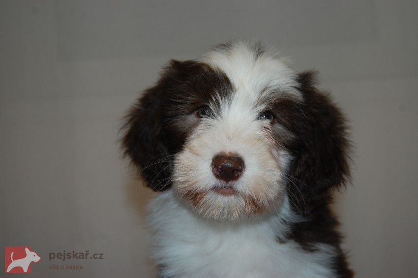 Bearded Collie