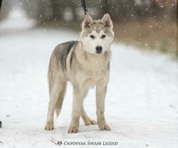 Inzerce psů Sibiřský husky s PP