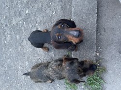 Jezevčík drsnosrstý standard Jezevčík drsnosrstý standard