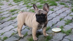 Čmoudovo srdce Čmoudovo srdce