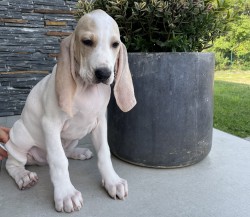 Porcelaine - štěně s PP Porcelaine - štěně s PP