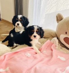 Kavalír King Charles Špaňel Kavalír King Charles Špaňel