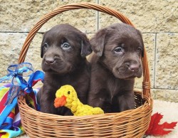 CHS z Nových hájů CHS z Nových hájů