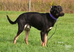 Darujeme nalezeného křížence Darujeme nalezeného křížence